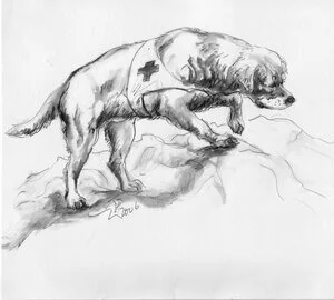 Search & Rescue Rottweiler