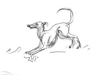 Italian Greyhound