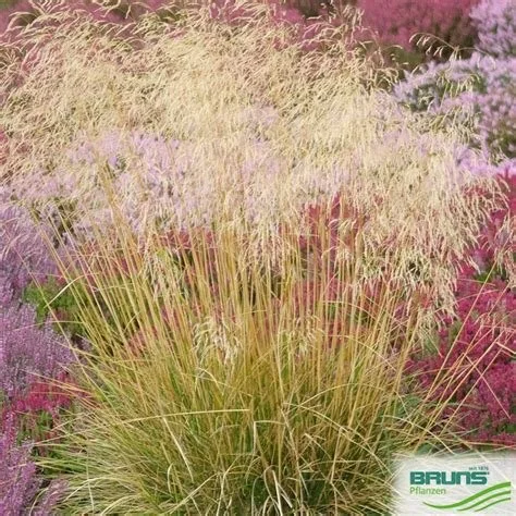 1106 Tussock grass.jpg