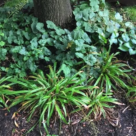 1108 Searsucker sedge 2.jpg