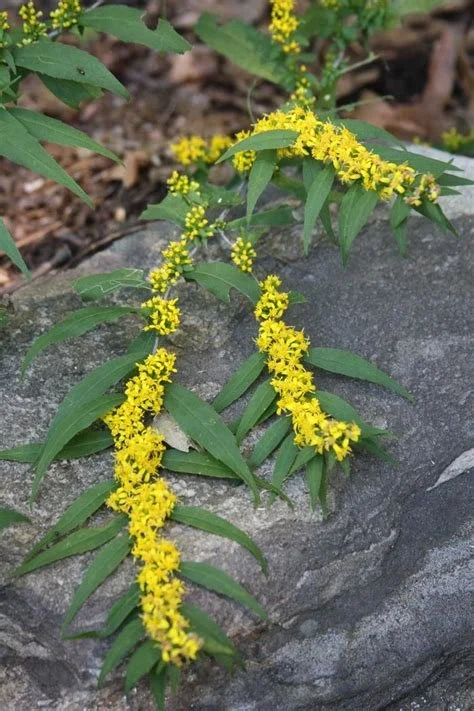 P748 Goldenrod, wreath