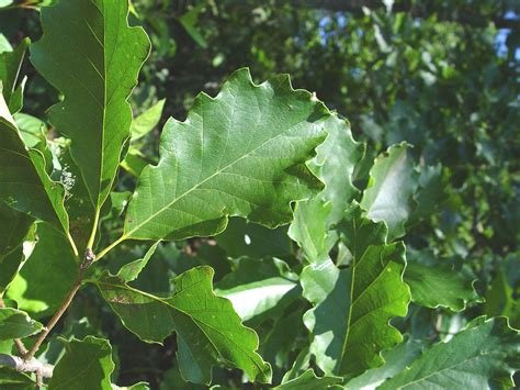 522-E Tree, Oak, swamp