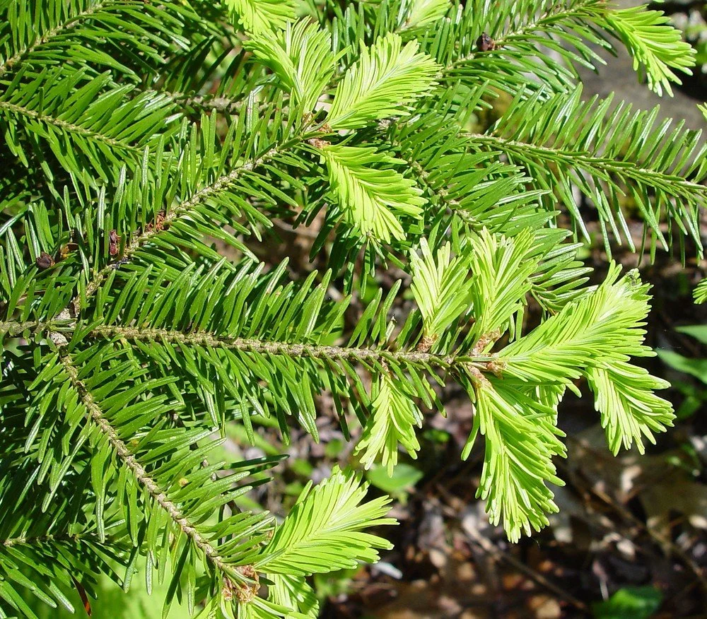 402 Conifer, Fir, balsam [1 bdl. of 5 (12-18”)]