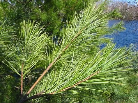 405 Conifer, Pine, white [1 bdl. of 5 (12-18”)]