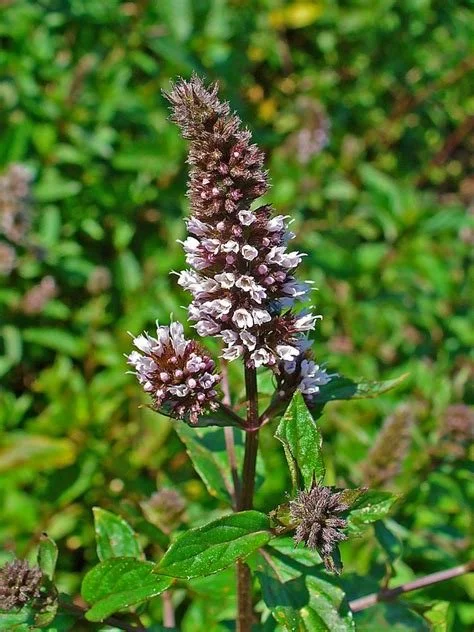 P805-C Mint, Chocolate