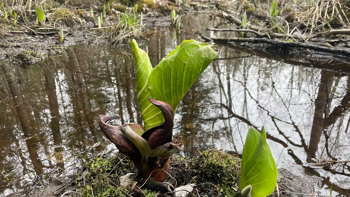 Signs of Spring Woodland Walk