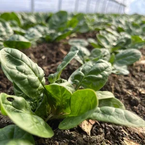 Soil Health Series 2026: Field Day #2