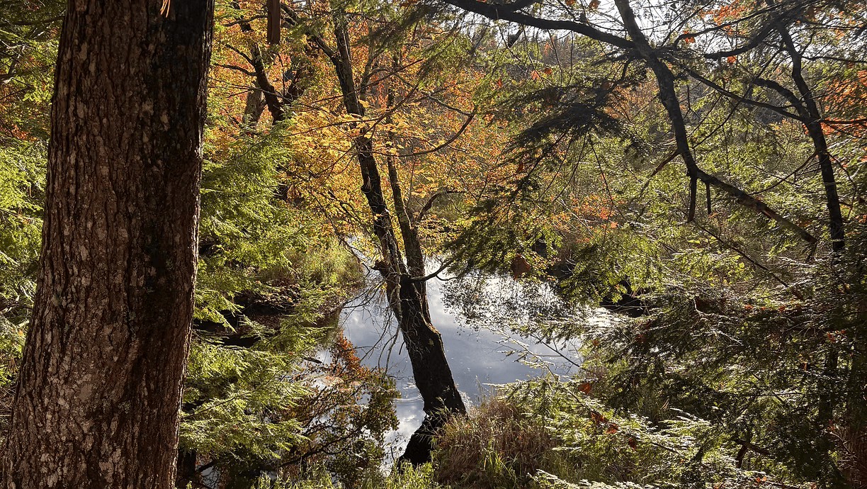 Fall Woodland Walk