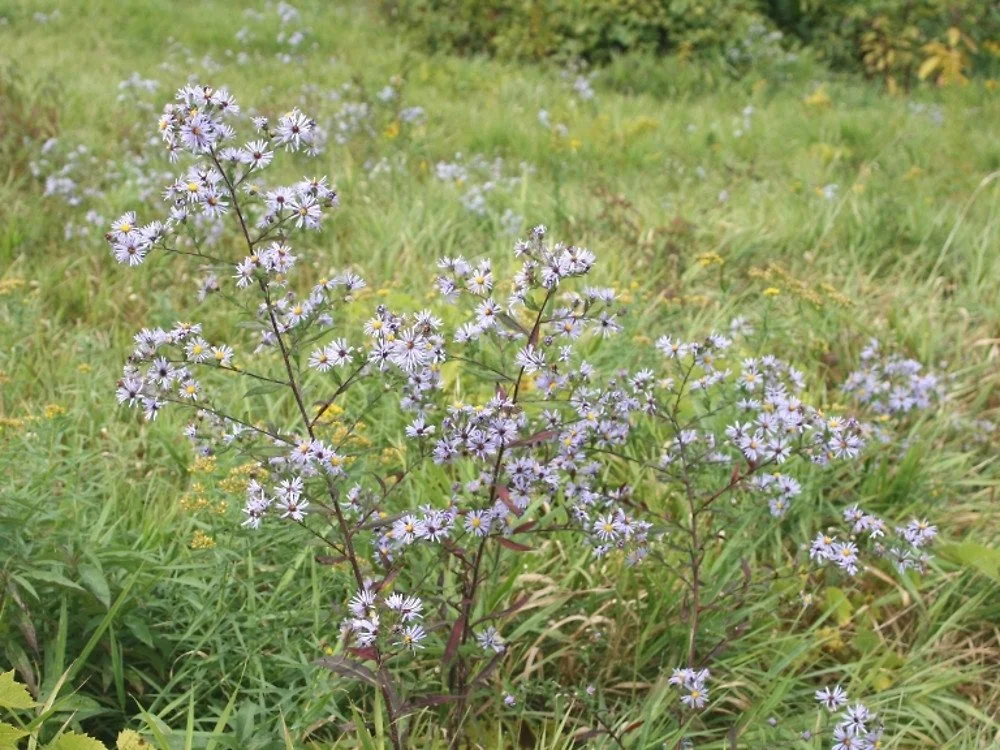 P704-a aster purple stemmed.jpg