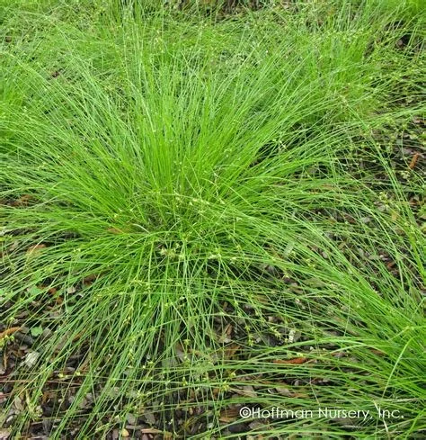1107 Appalachian sedge.jpg