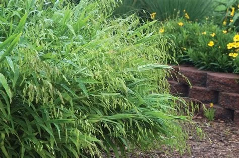 1103 Northern Sea oats.jpg