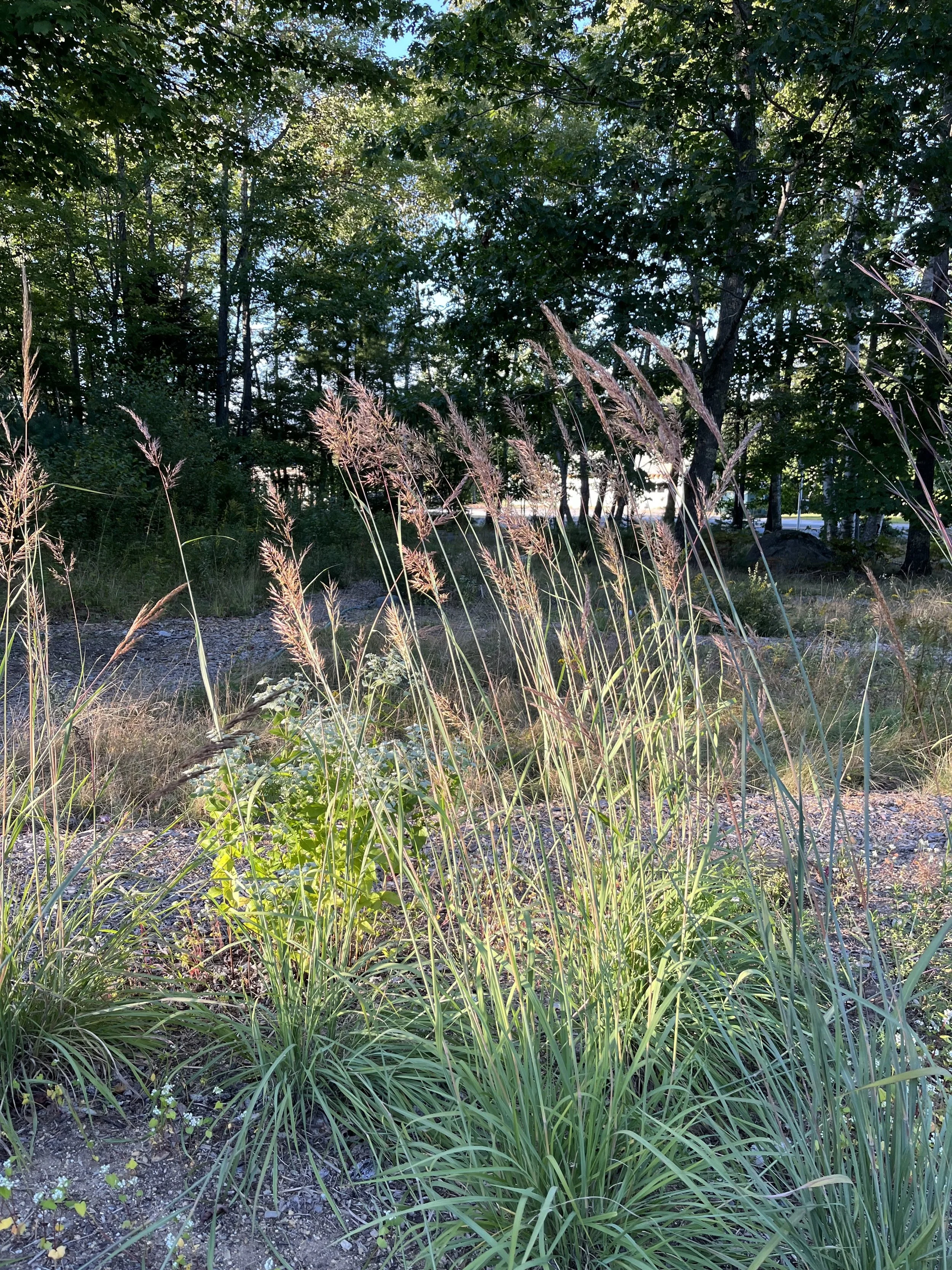 1101 Indian Grass.jpg