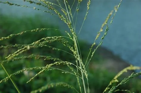 1105 Switch grass 2.jpg