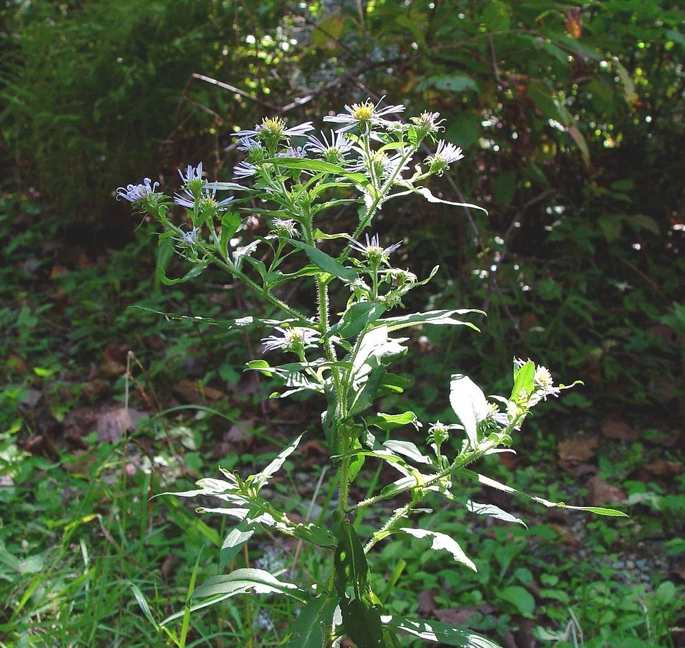 P704-a Aster, purple stemmed.jpg