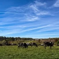 Sheepscot Dairy Farm dairy.jpg