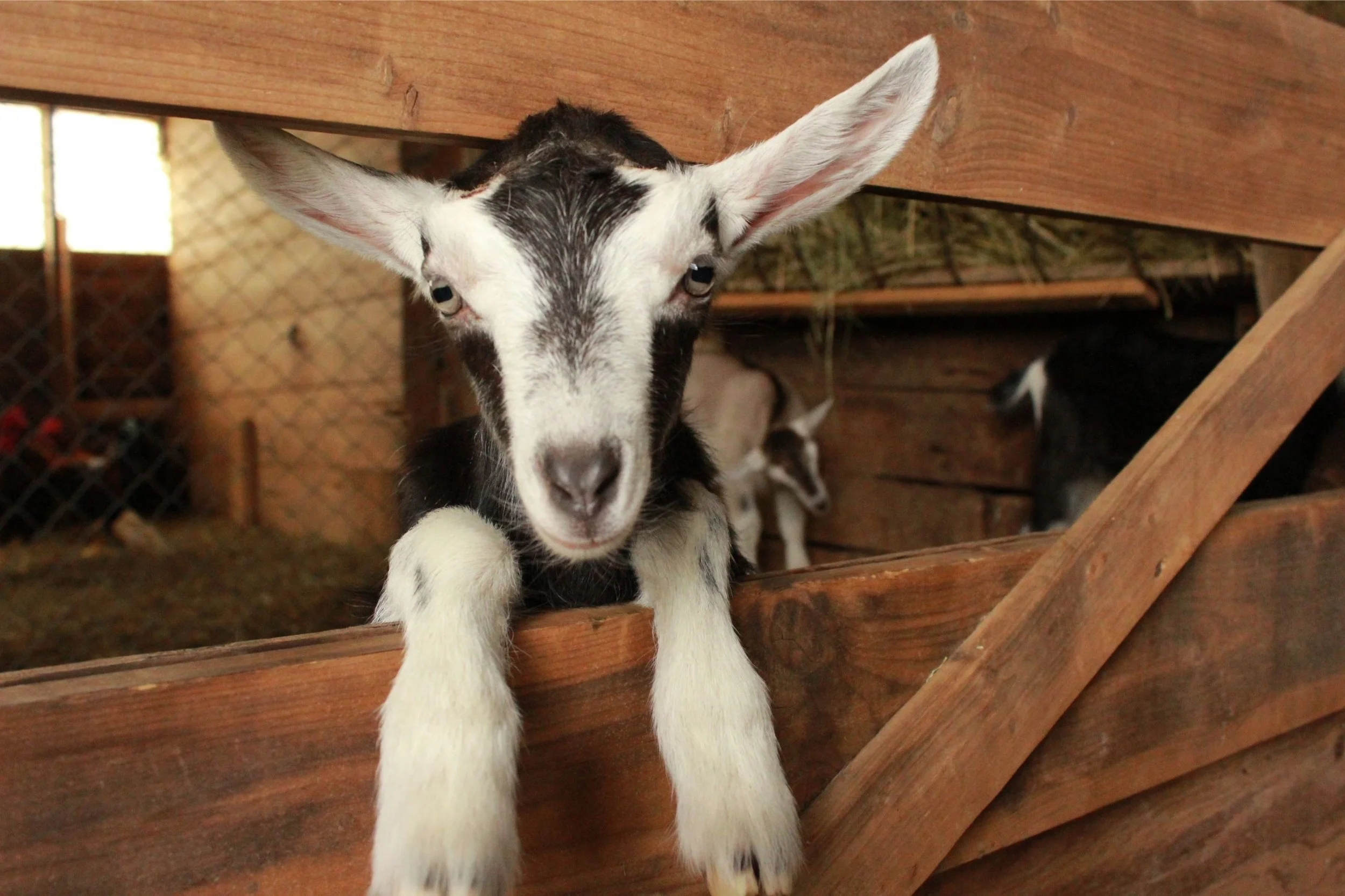 Pumpkin VIne Family Farm Goat.jpg