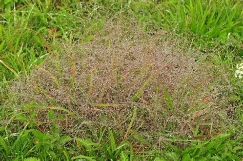 1104 Grass, Purple lovegrass