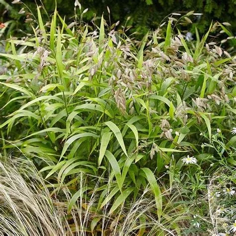 1103 Northern sea oats 3.jpg