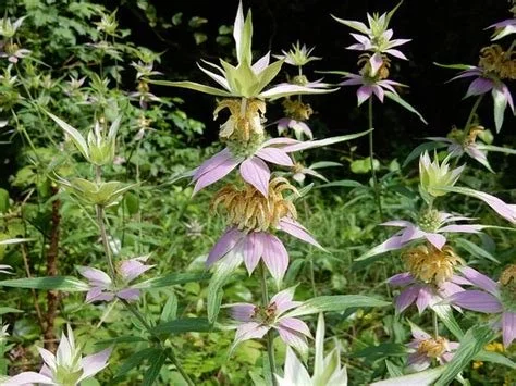 714 Beebalm, spotted (New Maine Supplier)