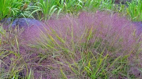 1104 Purple lovegrass.jpg