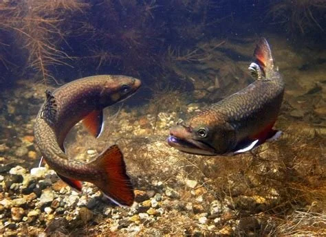 Brook Trout (6"-8") - pick-up only