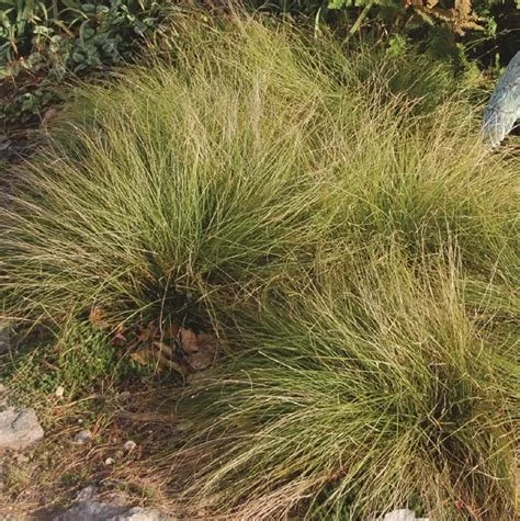 1107 Appalachian sedge 2.jpg