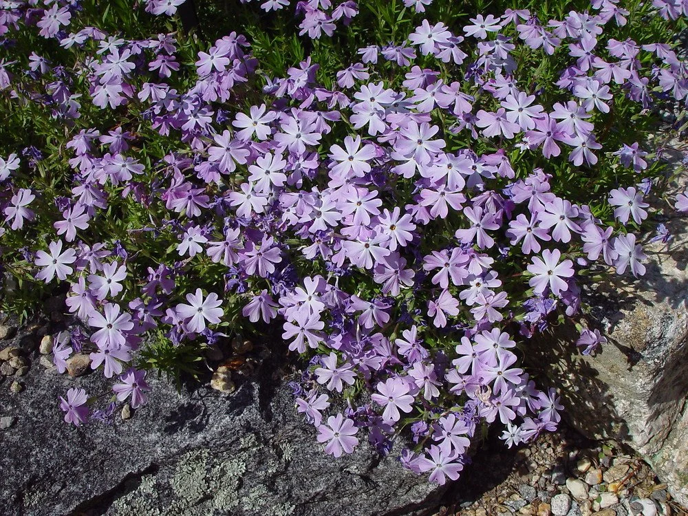 P778 Phlox, moss