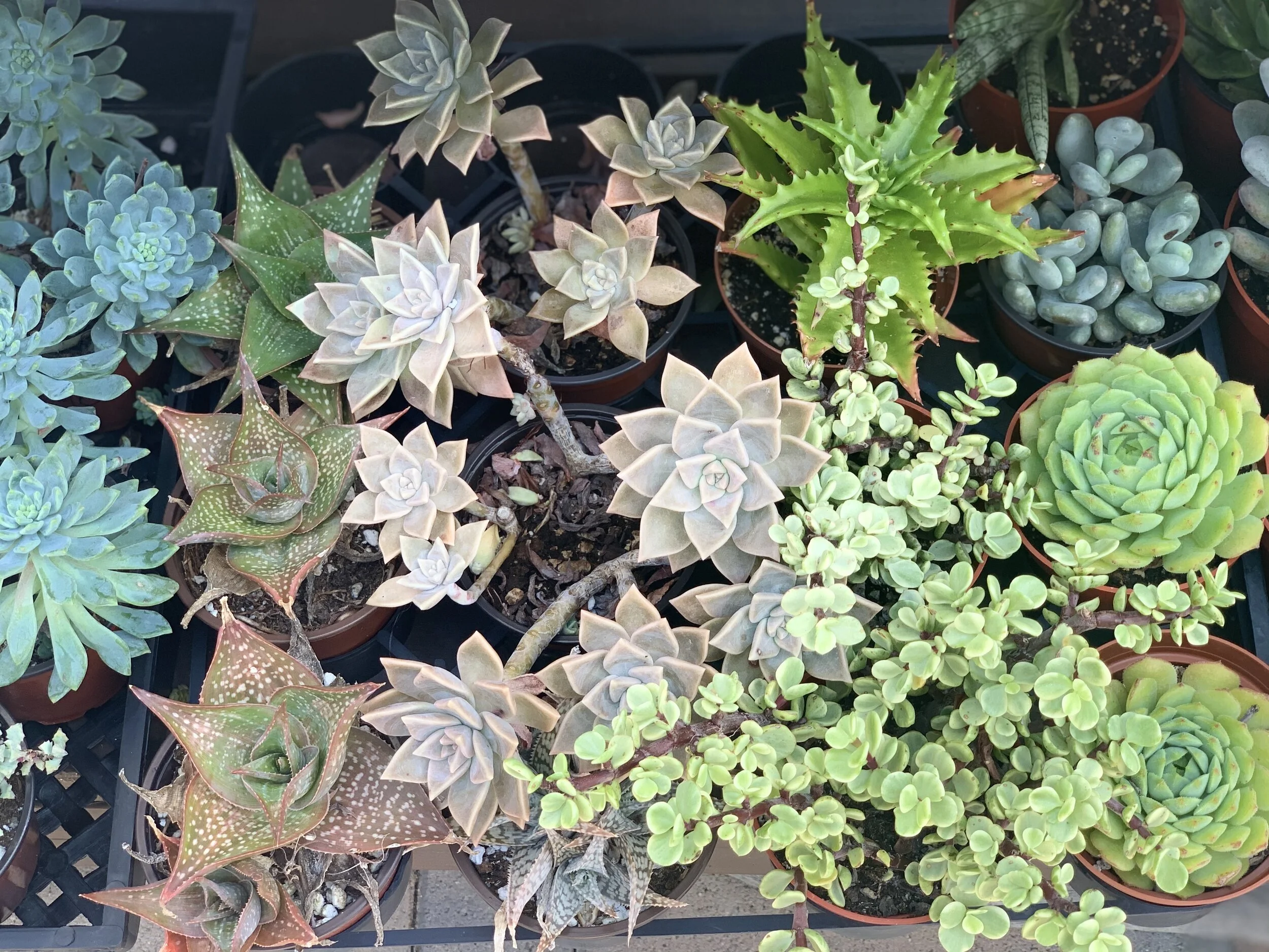 Succulent Cafe