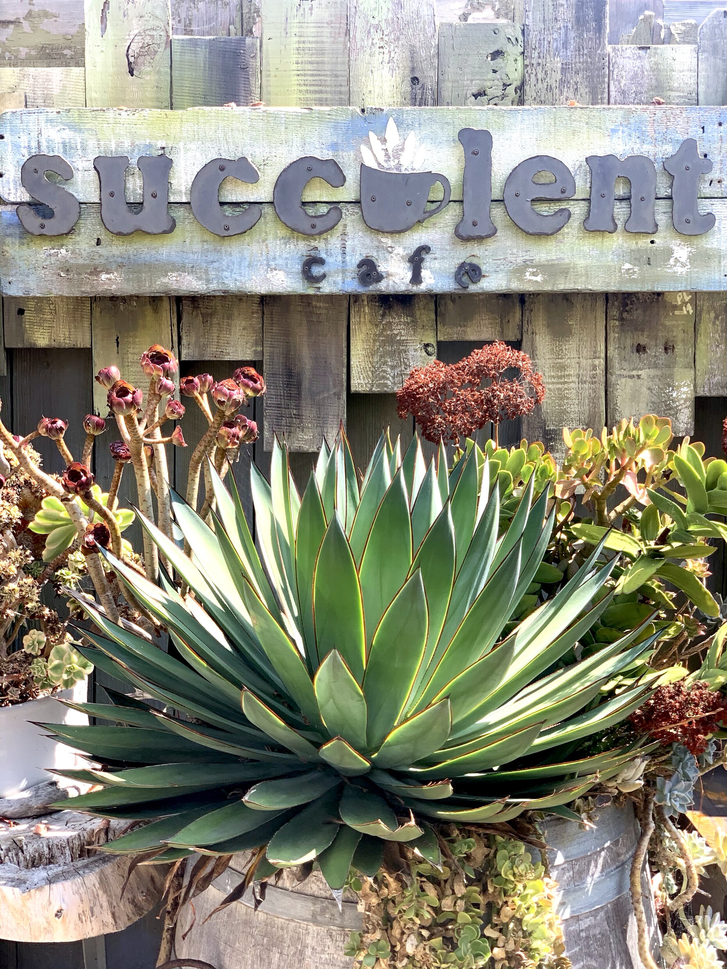 Succulent Cafe