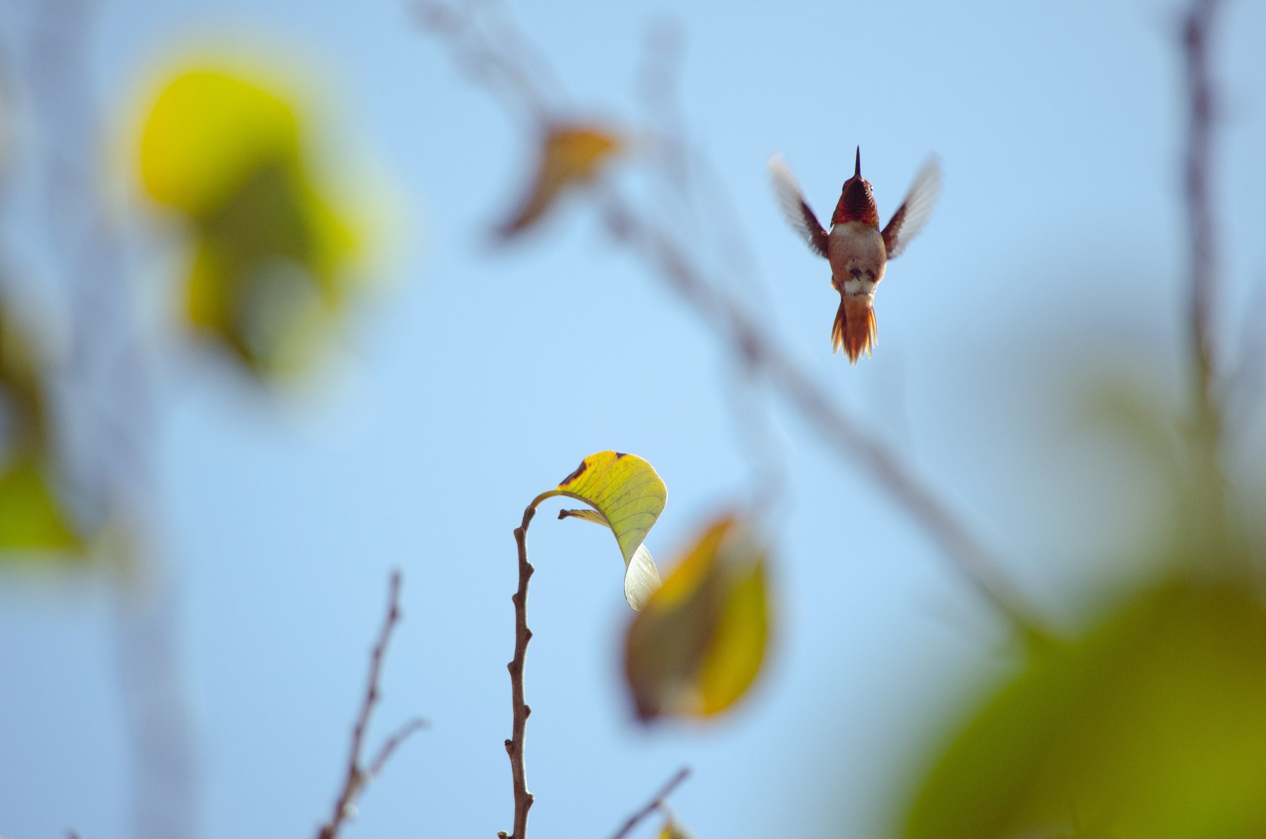 Hummingbirds 3.22.2025_EDITS-0128.JPEG