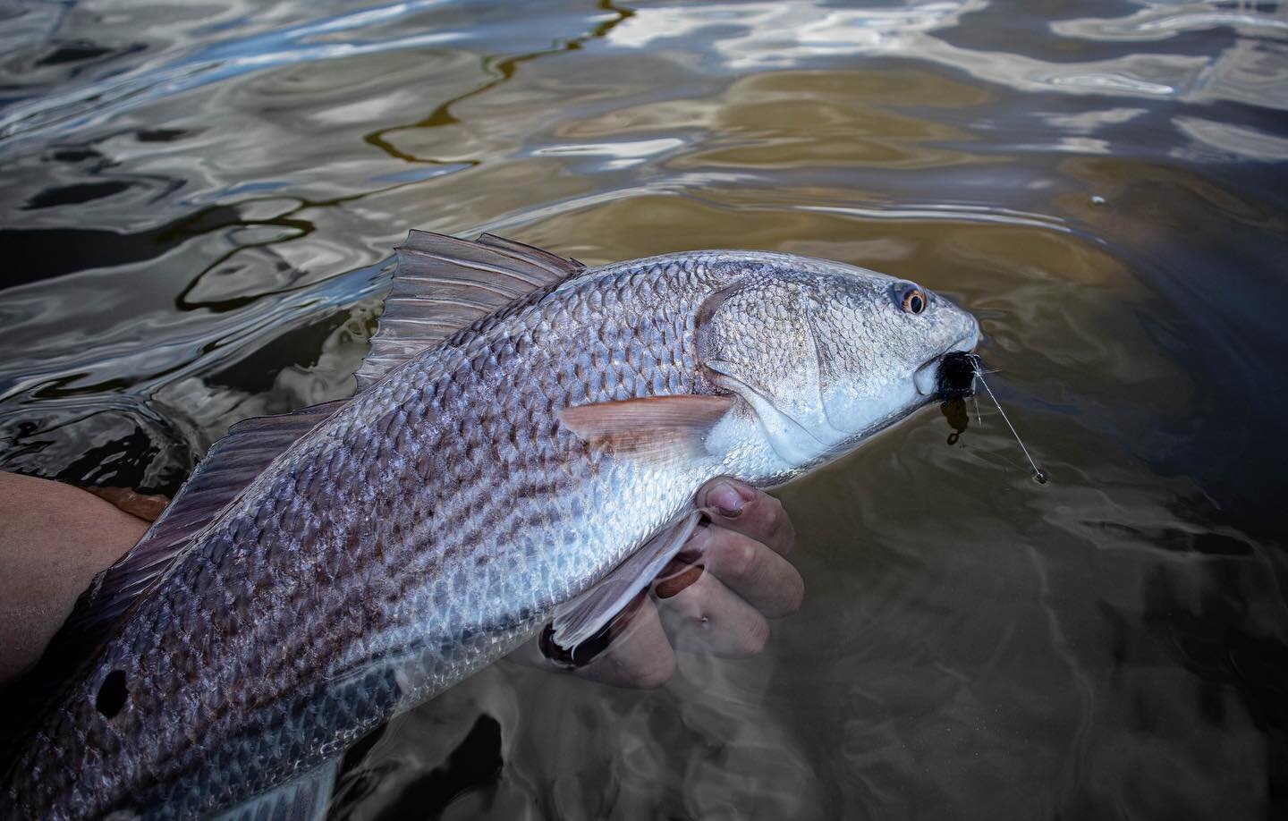 Northeast Florida redfish on da fly, challenging, but rewarding.
Grandslamfishing.com
#Redfish #Mudminnow #Fly