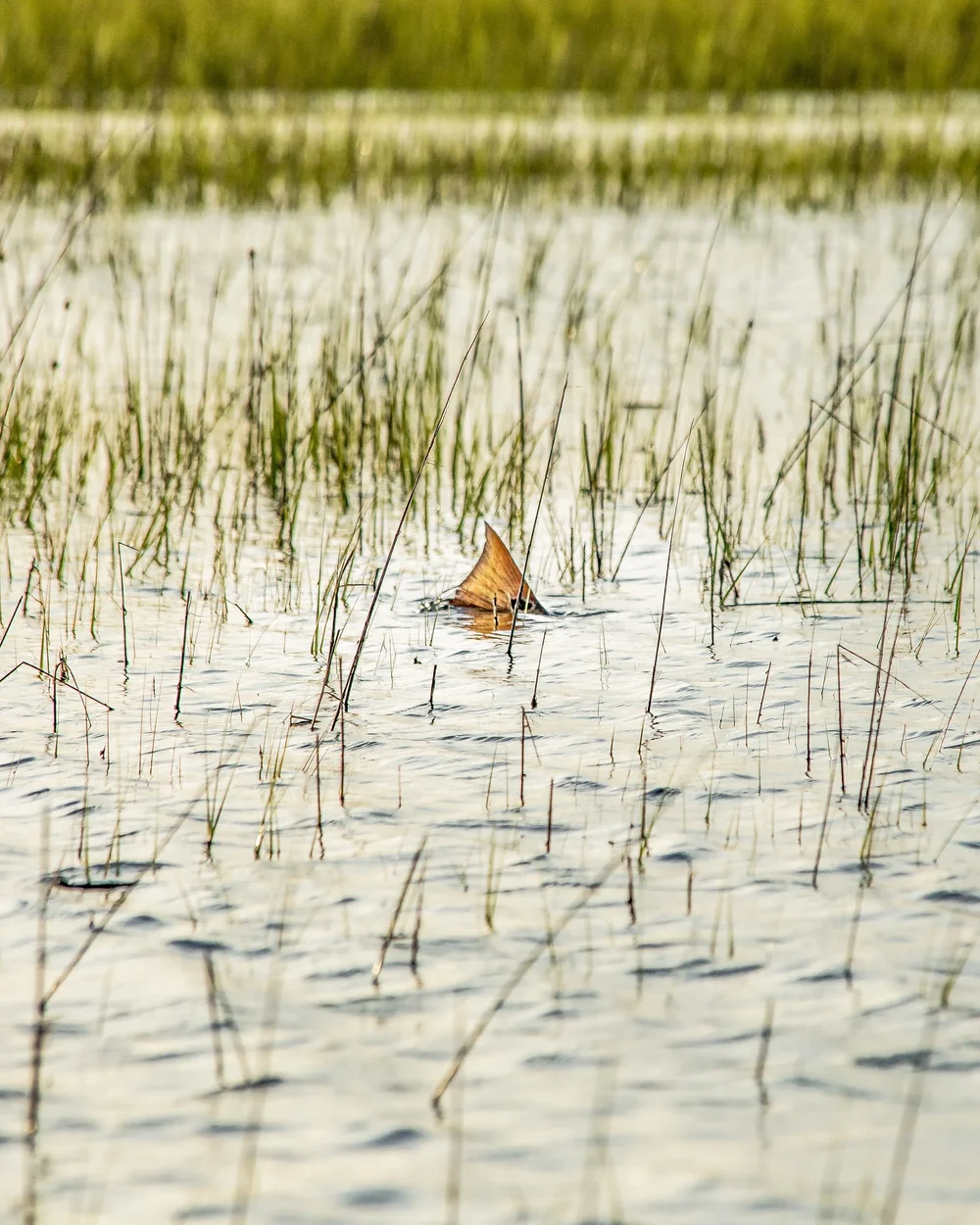 Fishing in Palm Coast