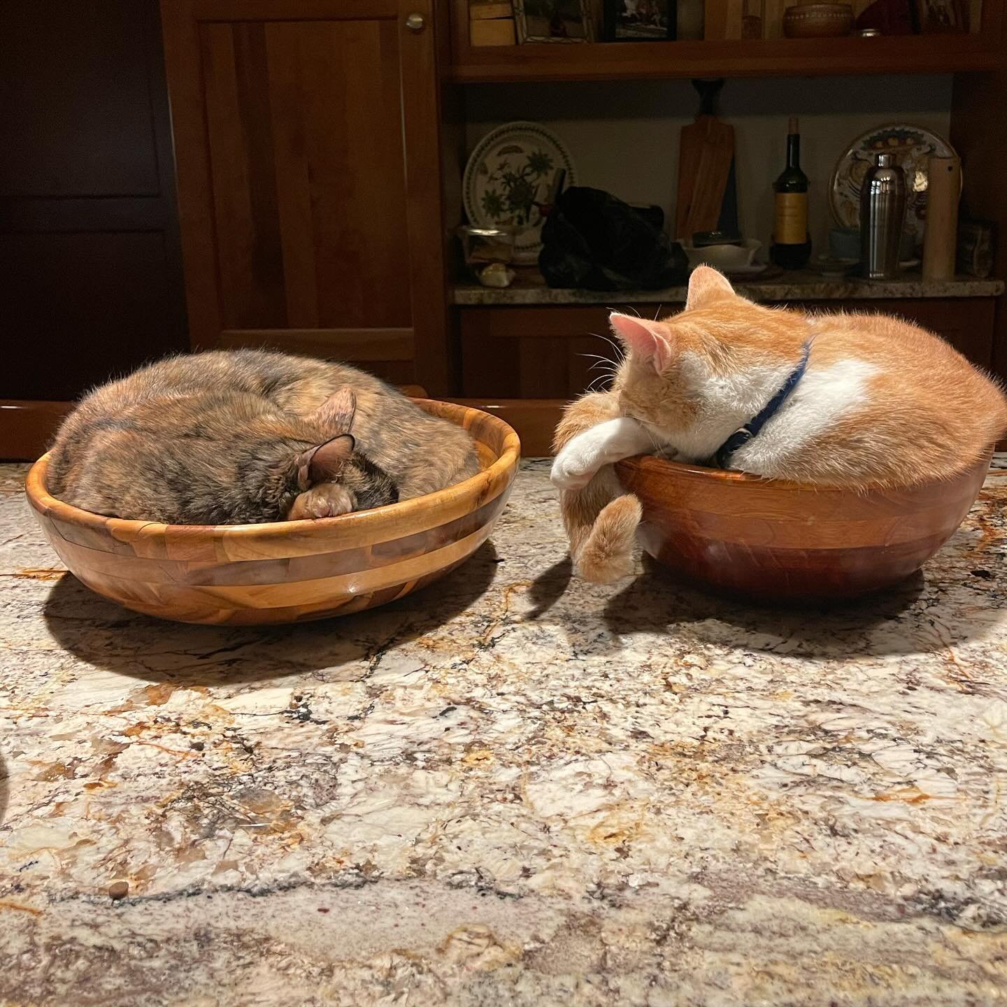Meet Hazel &amp; Freddie. #felines #cats #cristinasdogclub #sleepingbuddies #furryfriends