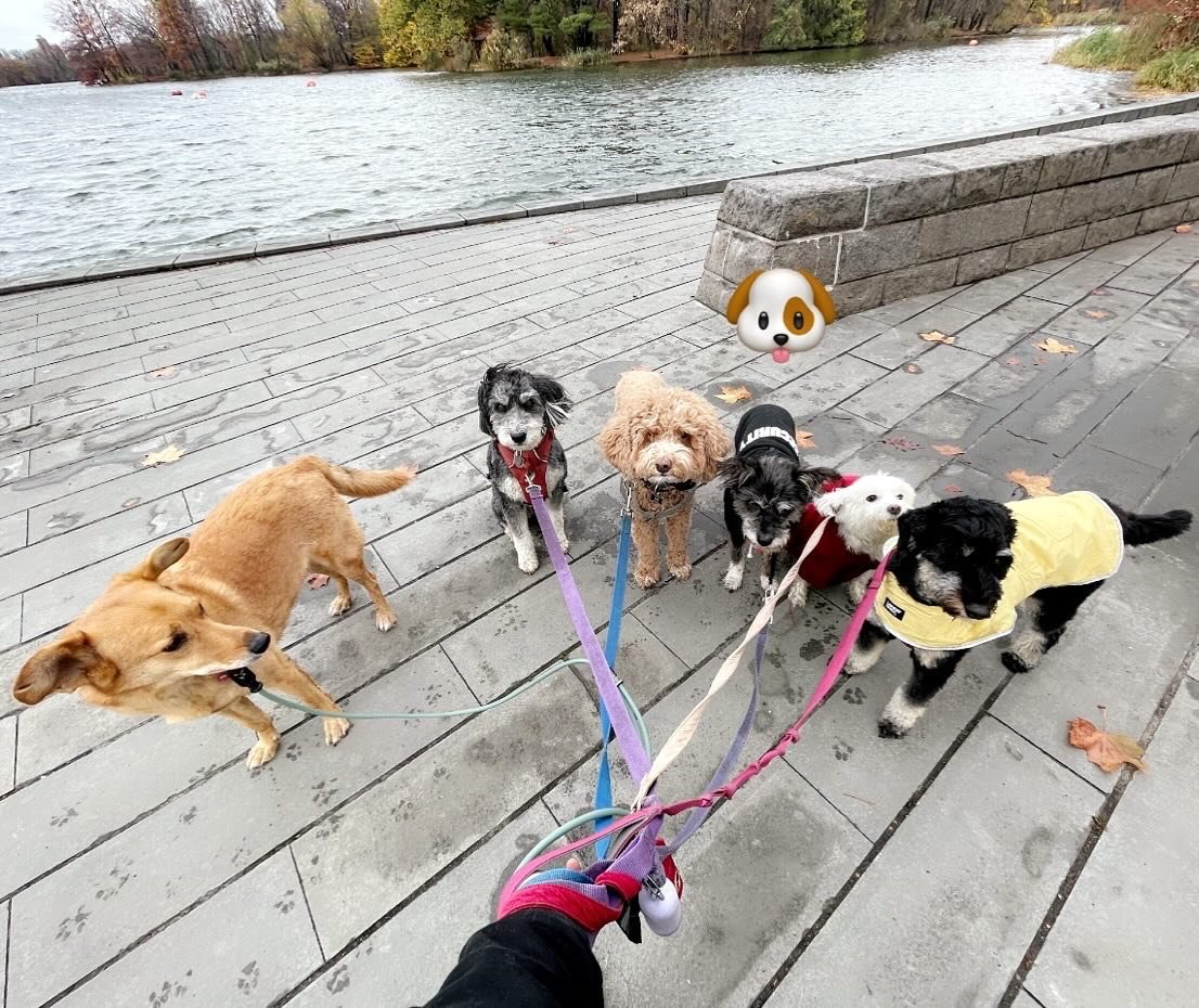 Last Friday Morning #morningpack #groupwalk #nyc #bk #cristinasdogclub #rainyday