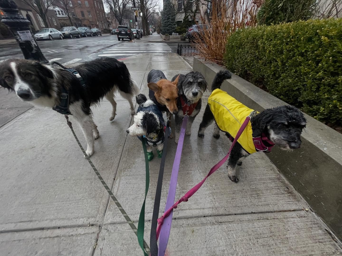 Last group walks of 2025. #k9 #packwalks #nyc #plg #cristinasdogclub