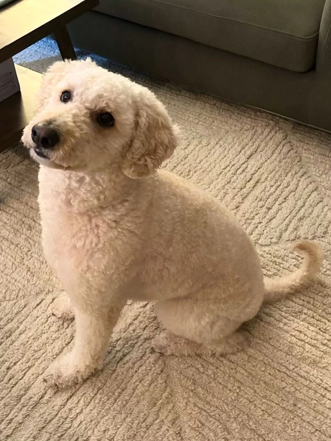 Meet CJ, she got a lovely haircut for the holidays. She was an excellent girl. #cristinasdogclub #nyc #doggroomer