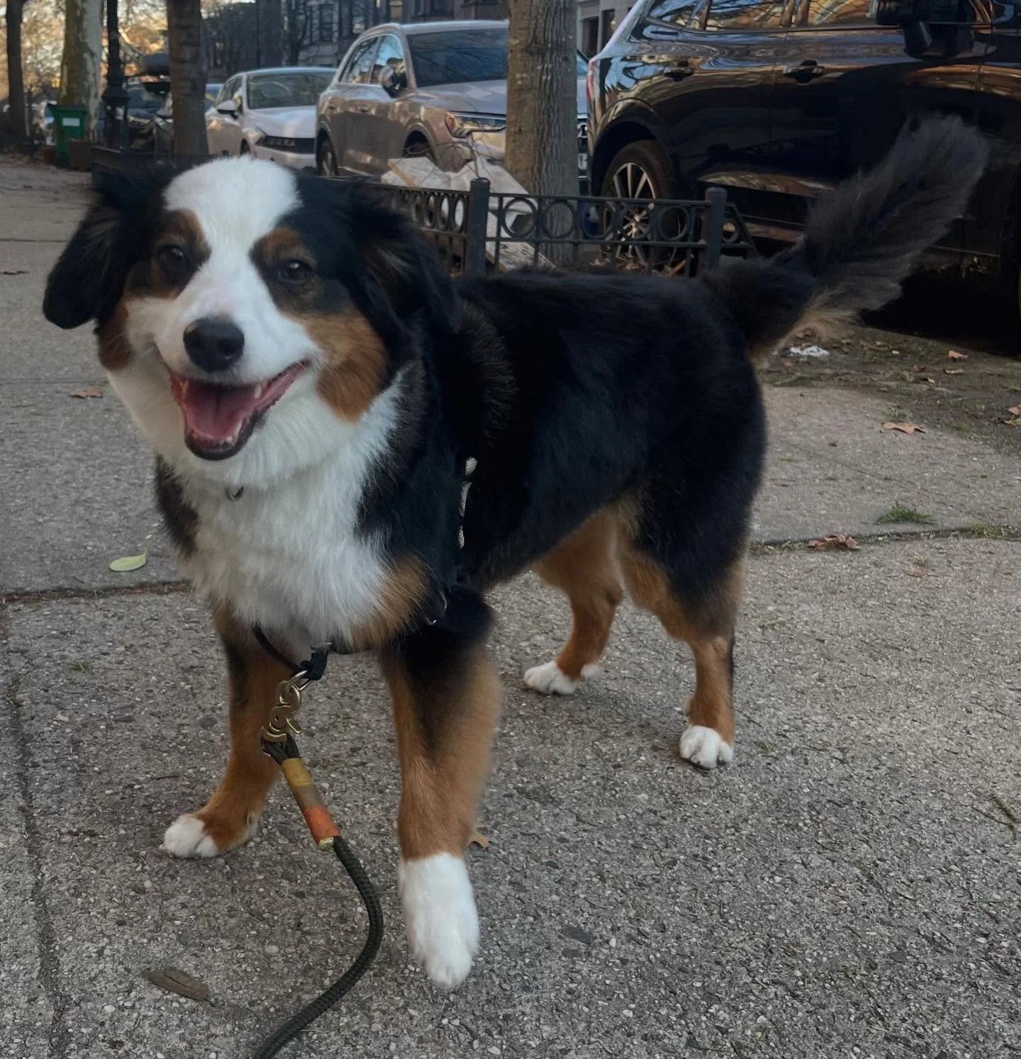 Axl got a nice fresh groom from Cristina. #cristinasdogclub #miniaussie #nyc #doggroomer
