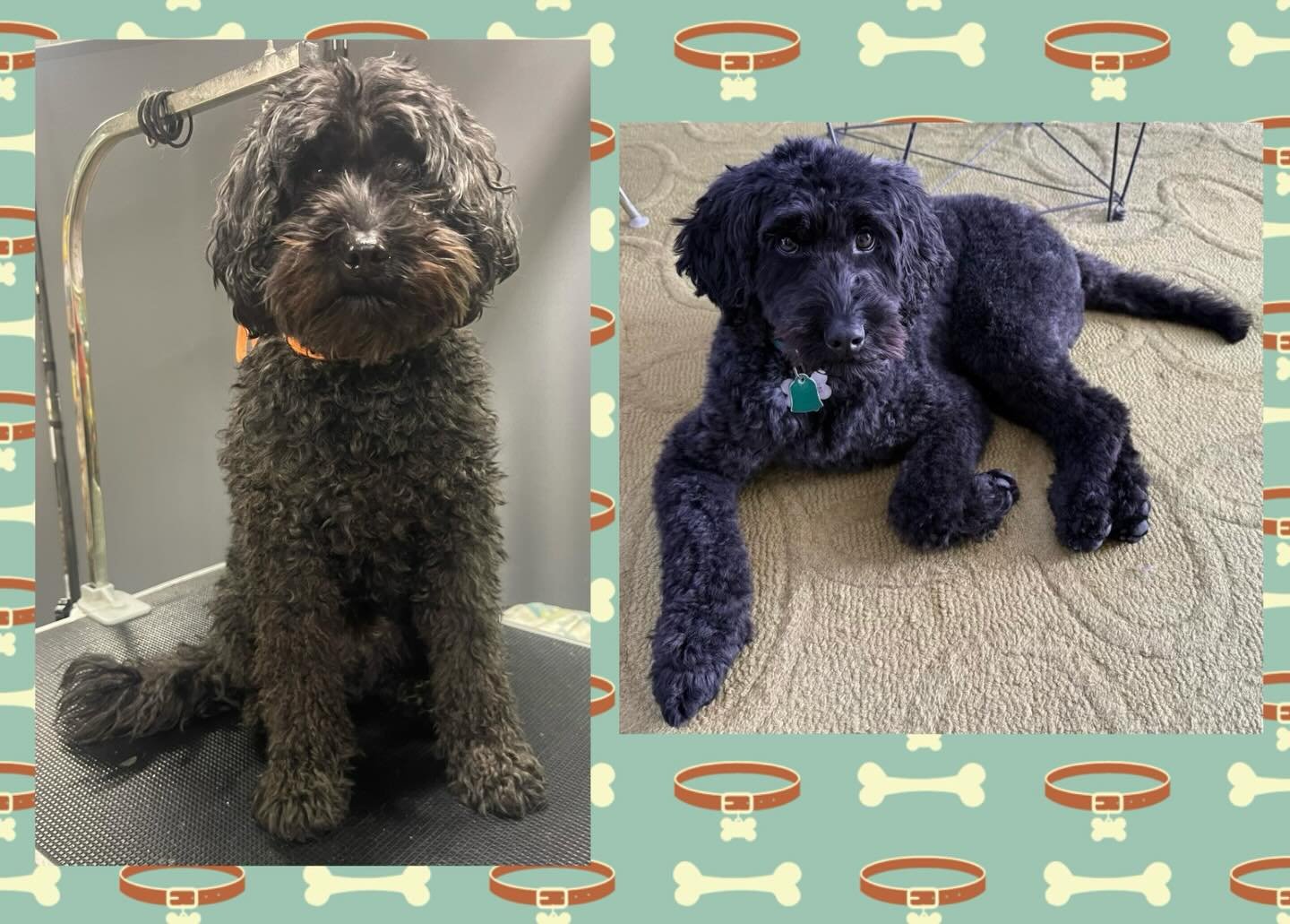 Jasper got a nice haircut at Cristina&rsquo;s Dog Club. Looking fresh and clean. #nyc #cristinasdogclub #groomer #plg #beforeandafter