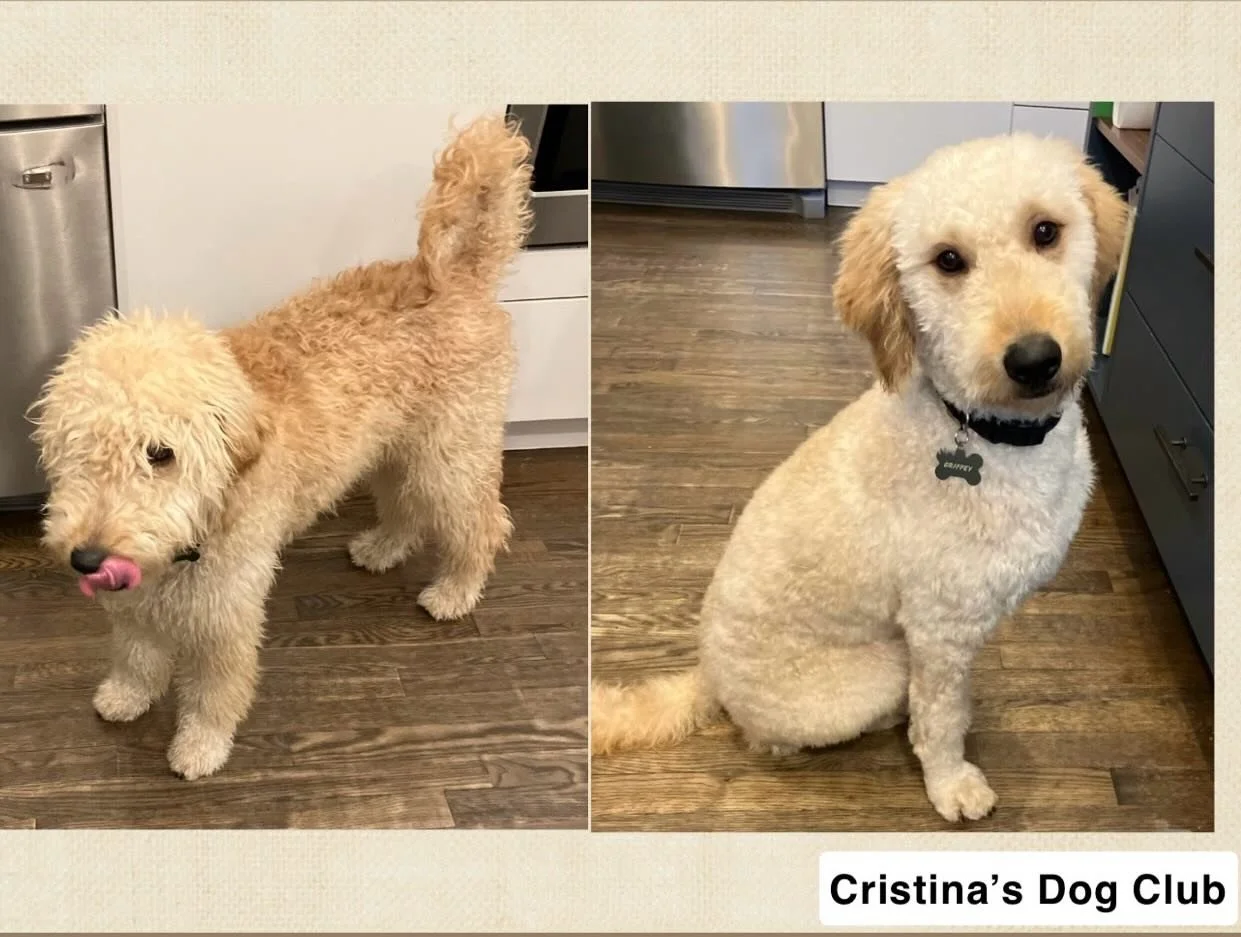 Meet Griffey. He&rsquo;s 7months old and this is his first ever grooming. He&rsquo;s leaving with a fresh and clean cut. #nyc #cristinasdogclub #doggroomer #grooming #brooklyn