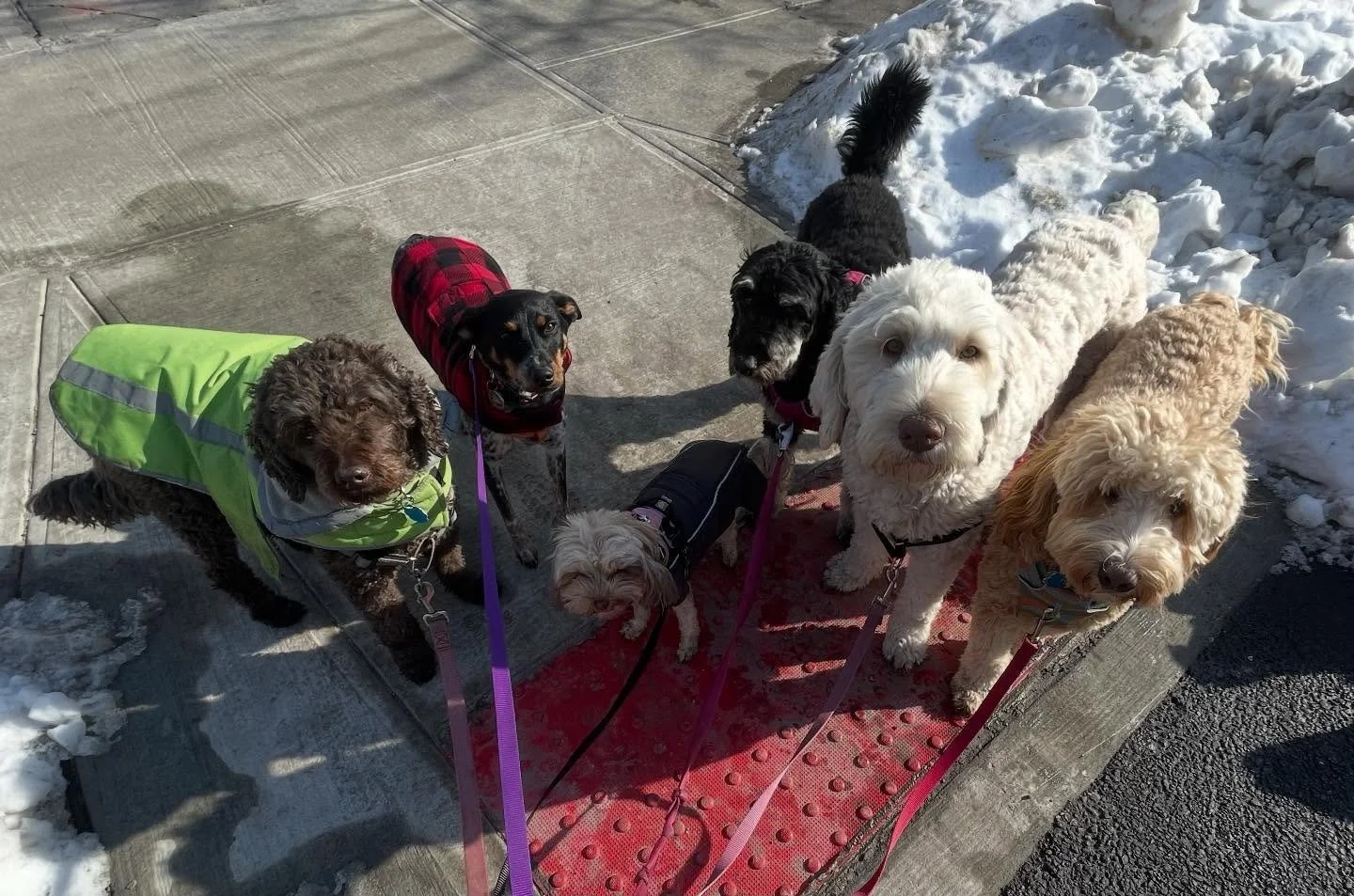 Happy Tuesday from the afternoon group. #packwalks #nyc #cristinasdogclub #dogwalker