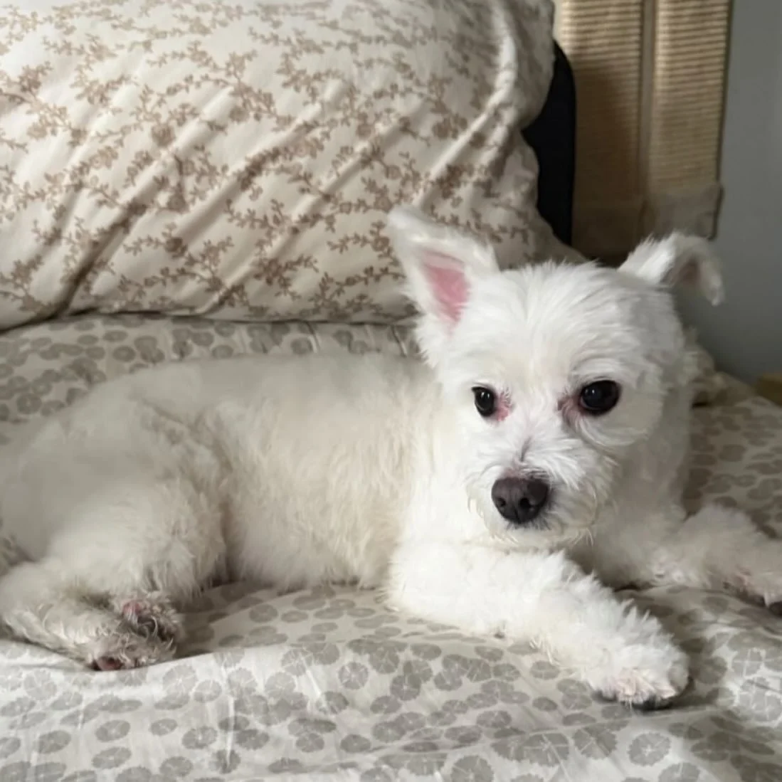 Billie came back to Cristina&rsquo;s Dog Club for her haircut. #maltesemix #cristinasdogclub #doggroomer #nyc