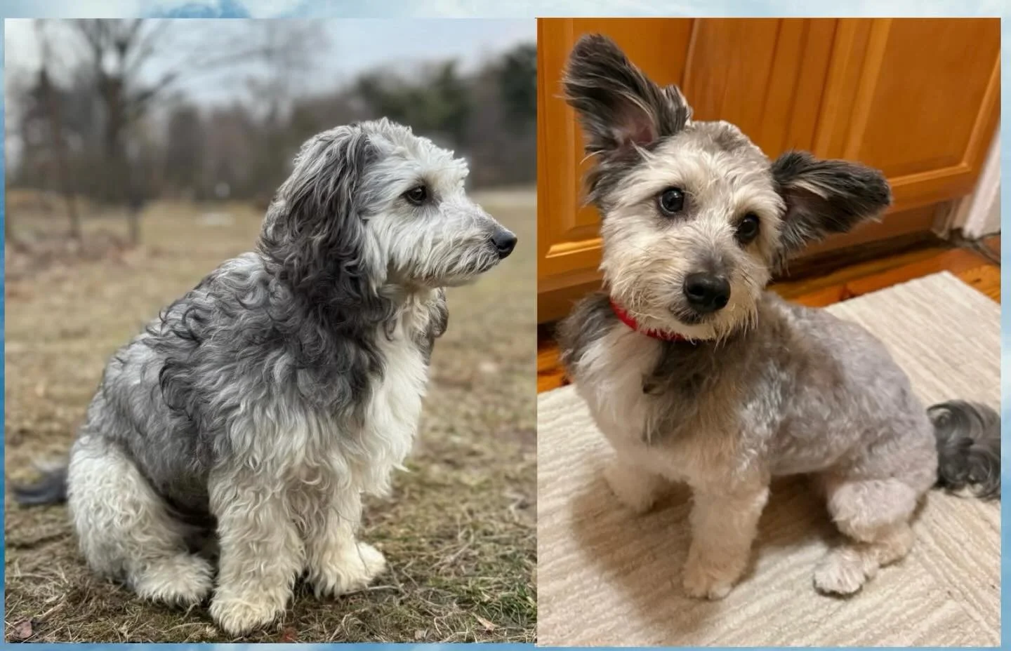 Meet Eero. His first time at Cristina&rsquo;s Dog Club and he was just the sweetest boy. Since he&rsquo;s a rescue he was nervous at first but once I played classical music he was calm and relaxed. #maltesepoodleschnauzer #beforeandafter #cristinasdo