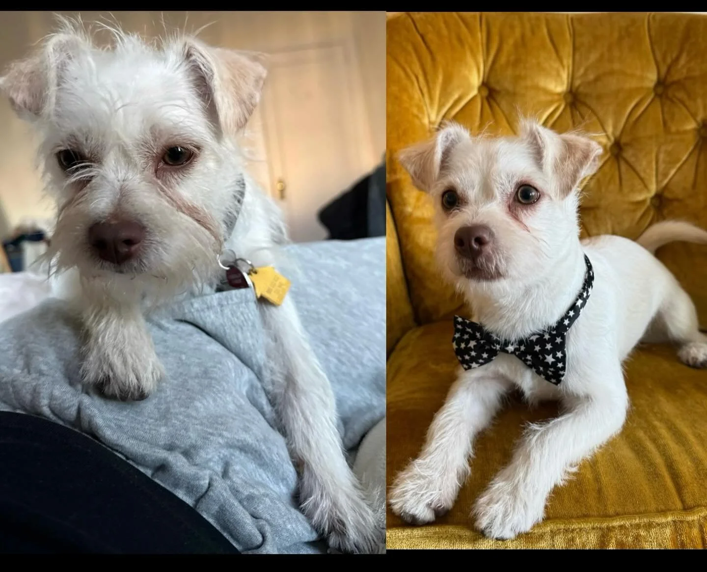Meet Franklin he&rsquo;s a rescue, so at first he was scared. But once I started playing classical music and slowly introducing the grooming tools he then started opening up and trusting me. He did great for the first time being groomed. #terriermix 