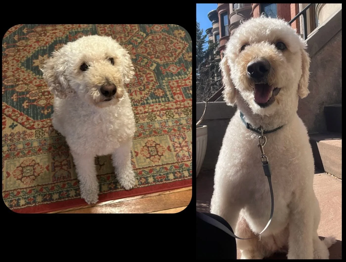 Meet CJ. She came back to Cristina&rsquo;s Dog Club and is leaving like a brand new pup. #beforeandafter #cristinasdogclub #doggroomer #brooklynnyc🗽