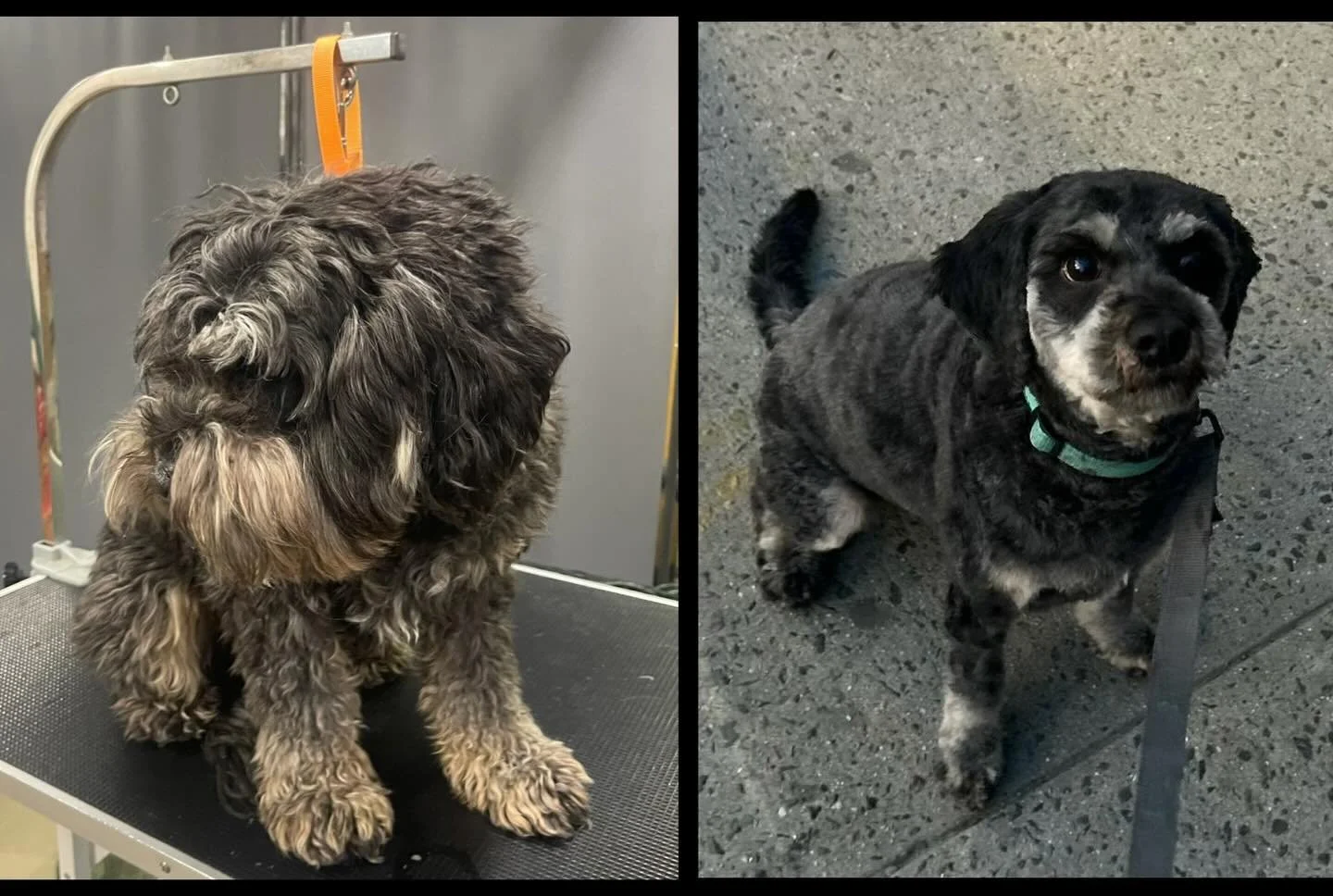Meet Lentil. He came into Cristina&rsquo;s Dog Club and left feeling like a brand new dog. #beforeandafter #nyc #cavapoo #cristinasdogclub #feelingfreshandcool
