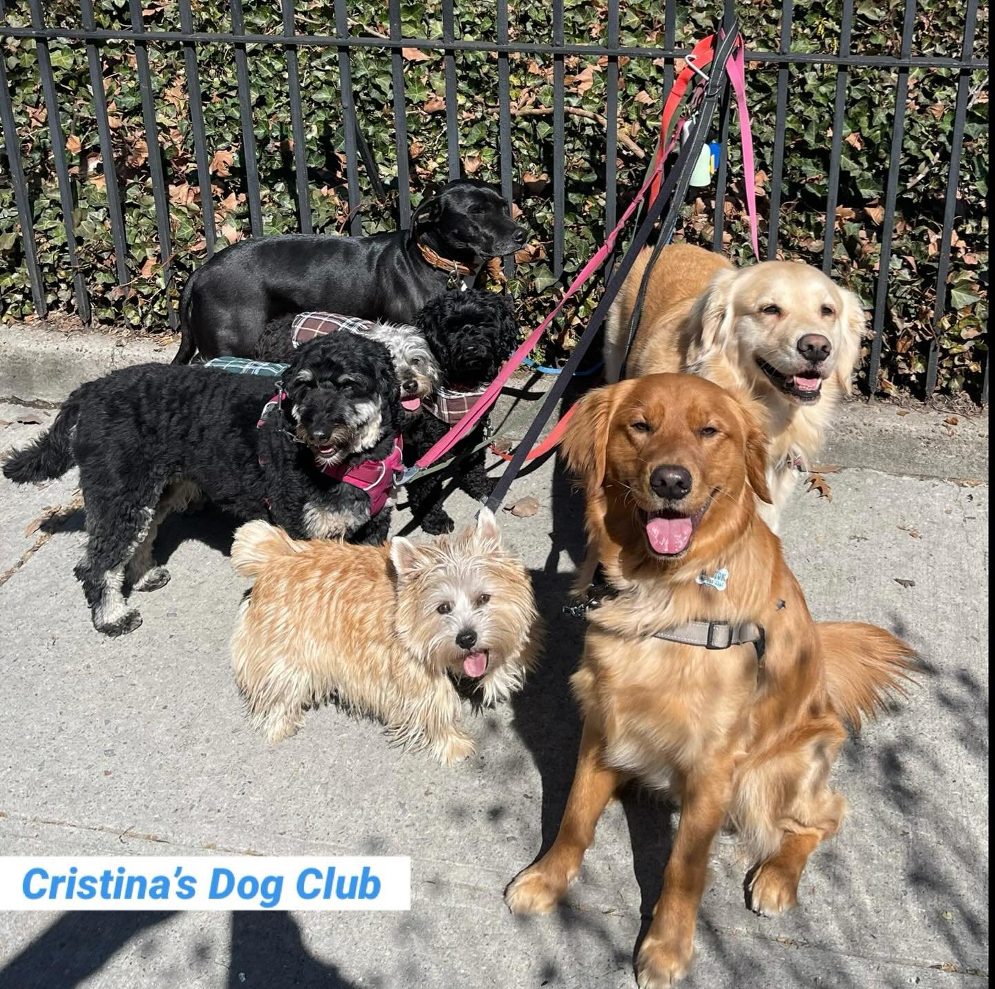 Meet Winston the golden retriever. He is a new member to Cristina&rsquo;s Dog Club. He is only 14months old so he has a lot to learn but he will get the hang of it.  #dogwalking #cristinasdogclub #grouphoto #nyc