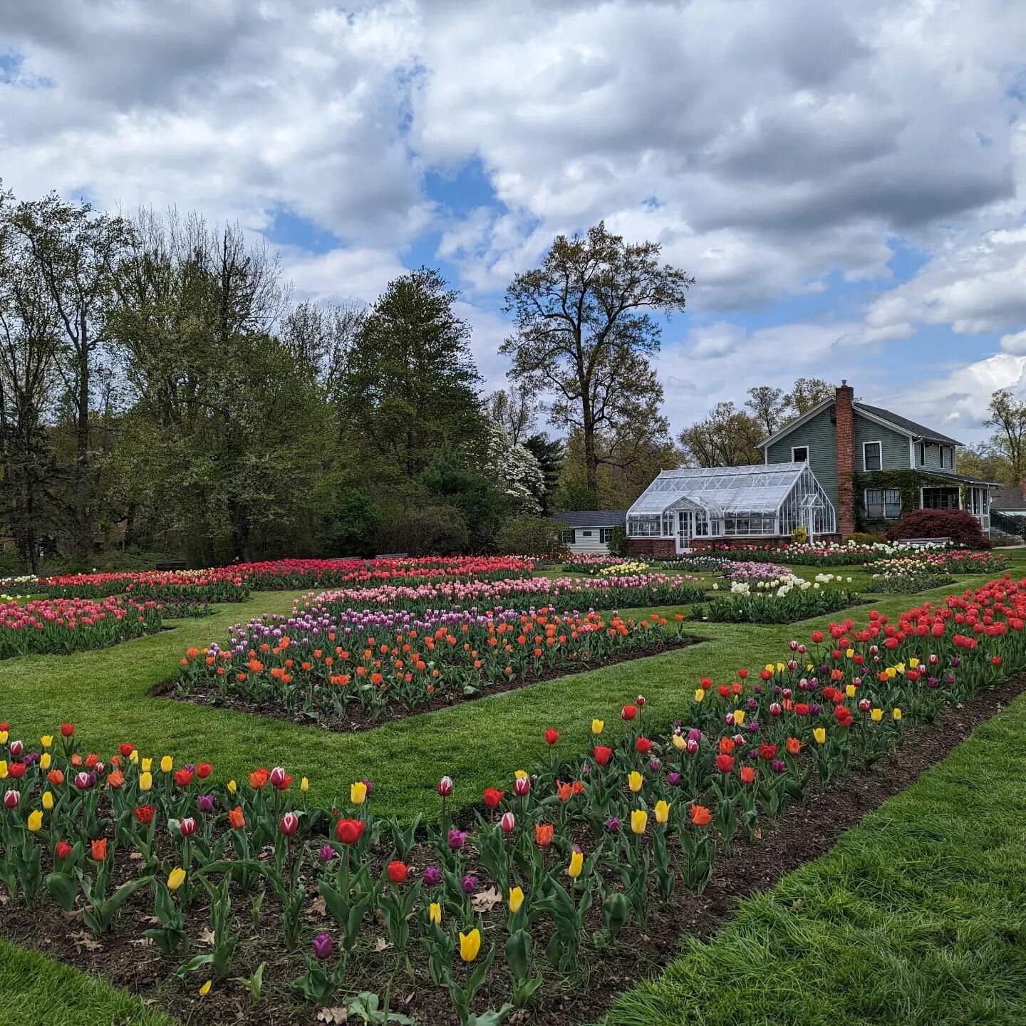 Tulips