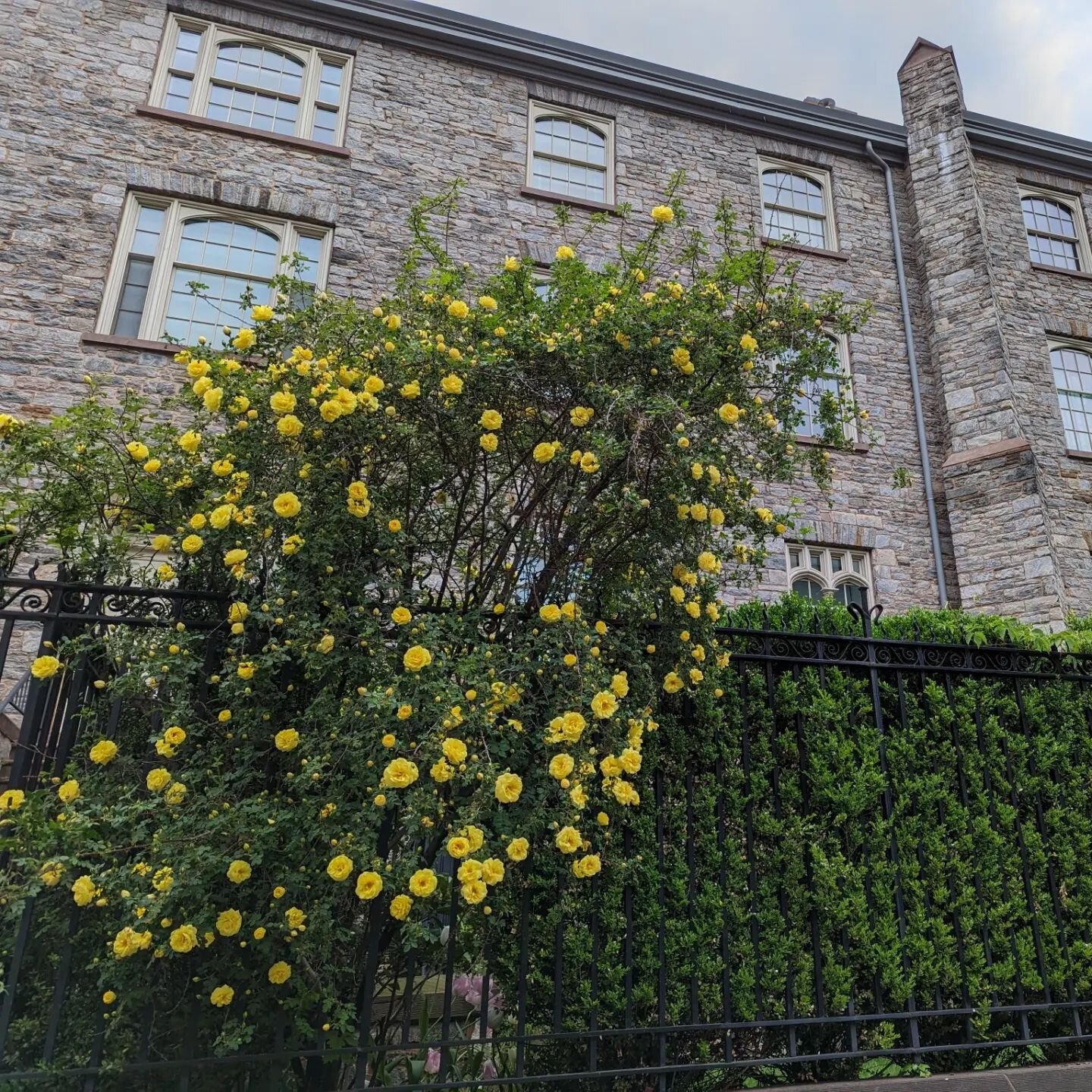 'Harison's Yellow's in full bloom on W. 20 street near where it was first discovered in 1830. I planted this one several years ago.