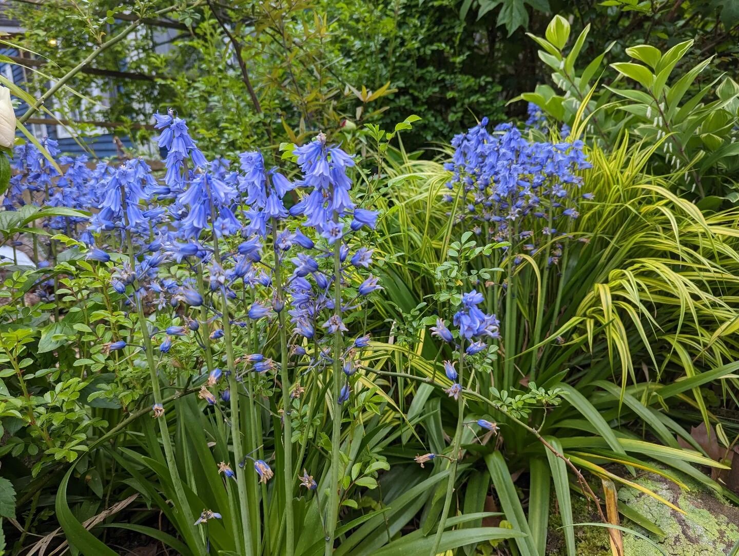 Hakonechloa Aureola with bluebells