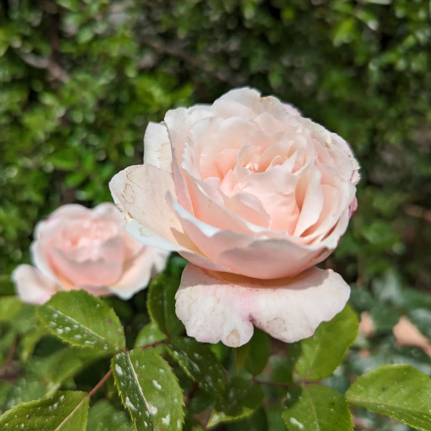 'Janet Middleton Montag'', an early beauty from Peggy Rockefeller Rose Garden